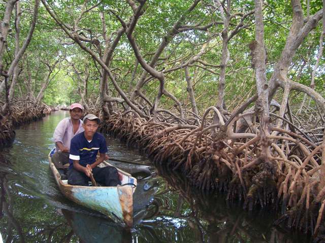 Parrot Tree Resort